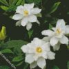 gardenias flowers diamond painting
