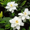 Gardenias Flowers paint by numbers