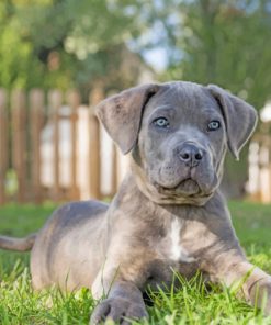 Grey Cane Corso paint by numbers