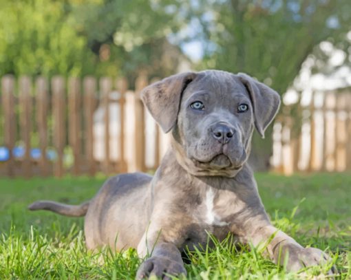Grey Cane Corso paint by numbers