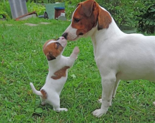 Jack Russells Paint by numbers