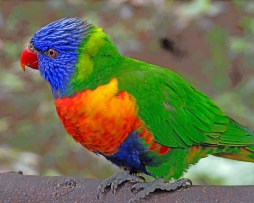Colorful Lorikeet Parrot Paint by numbers
