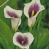 white arum lilies diamond paintings