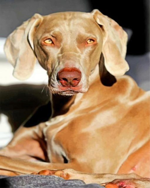 aesthetic-weimaraner-paint-by-number