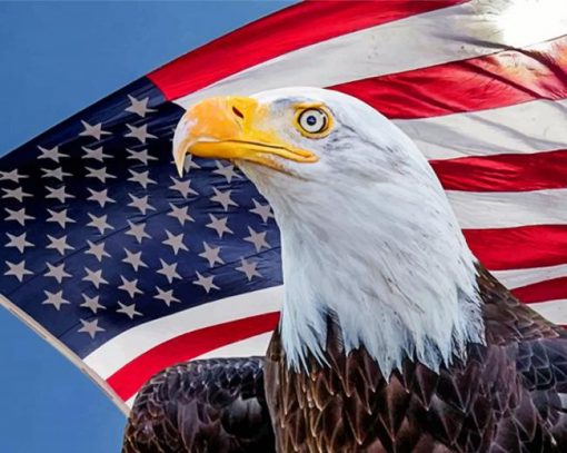 american-eagle-paint-by-number