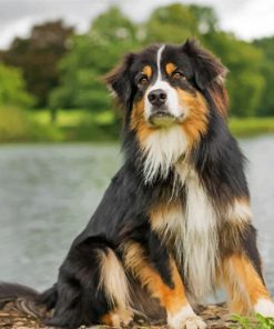 australian-berger-dog-paint-by-number