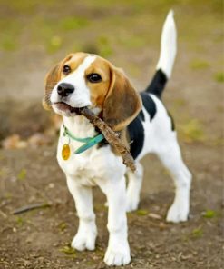 beagle-dog-paint-by-number