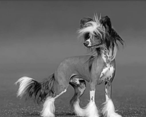 black-and-white-chinese-crested-paint-by-number