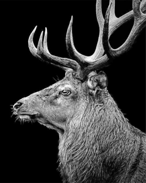 black-and-white-deer-paint-by-numbers