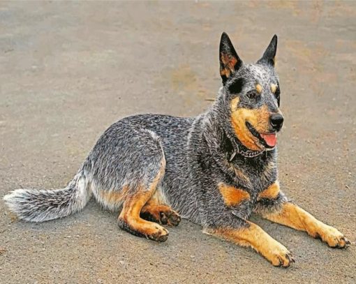 blue-heeler-paint-by-numbers