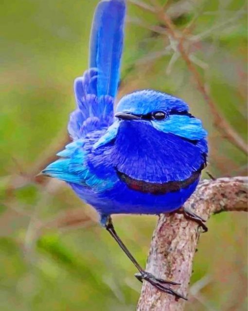 blue-wren-bird-paint-by-number