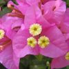 bougainvillea-paint-by-number