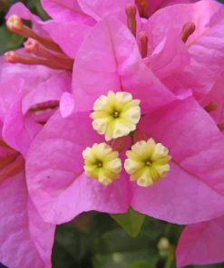 bougainvillea-paint-by-number