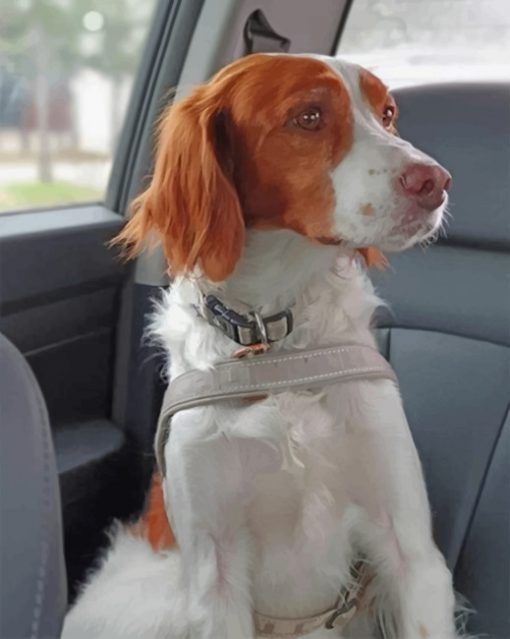 brittany-spaniel-paint-by-number
