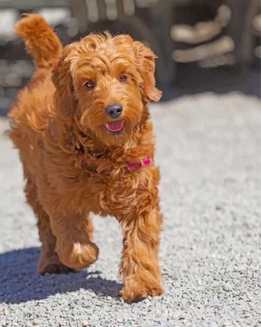 brown-golden-doodles-paint-by-number