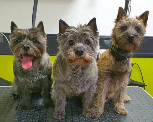 cairn-terriers-paint-by-number