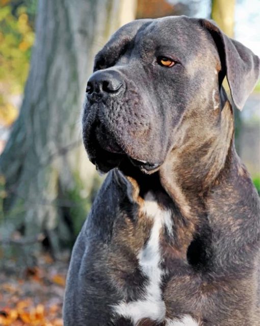 cane-corso-paint-by-number