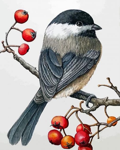 chickadee-bird-paint-by-number