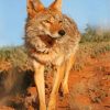 coyote-paint-by-numbers