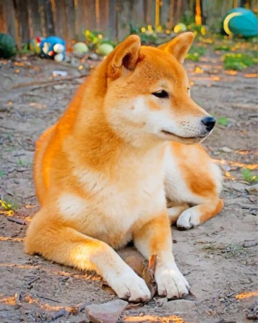 cute-shiba-inu-paint-by-numbers