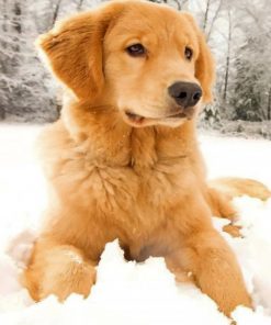 golden-retriever-in-the-snow-paint-by-number