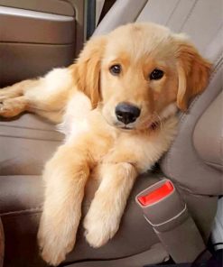 golden-retriever-paint-by-numbers