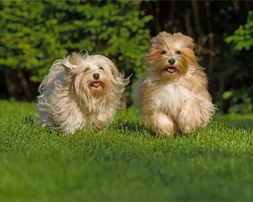 havanese-dogs-paint-by-numbers