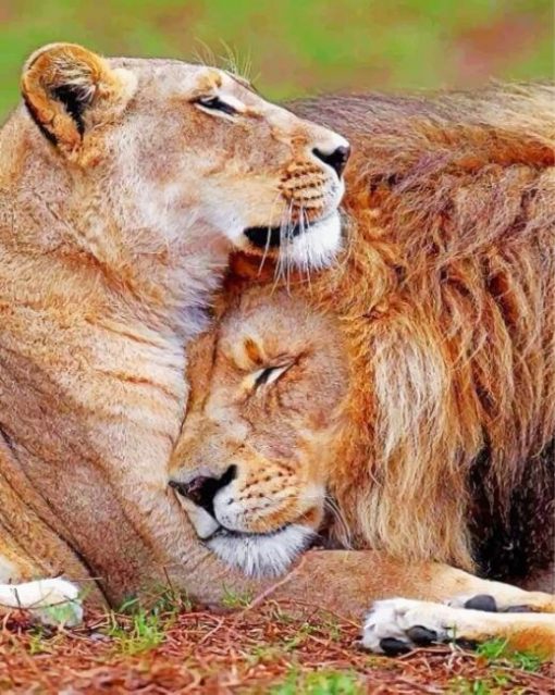 lion-and-lioness-love-paint-by-number