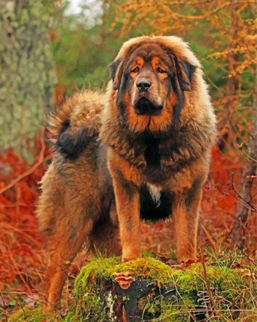 mastiff-dog-paint-by-number