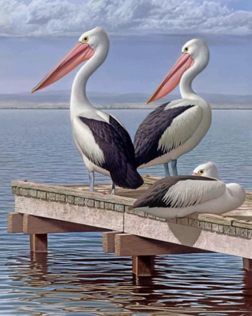 pelican-birds-paint-by-numbers