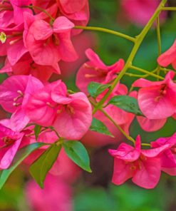 pink-bougainvillea-paint-by-numbers