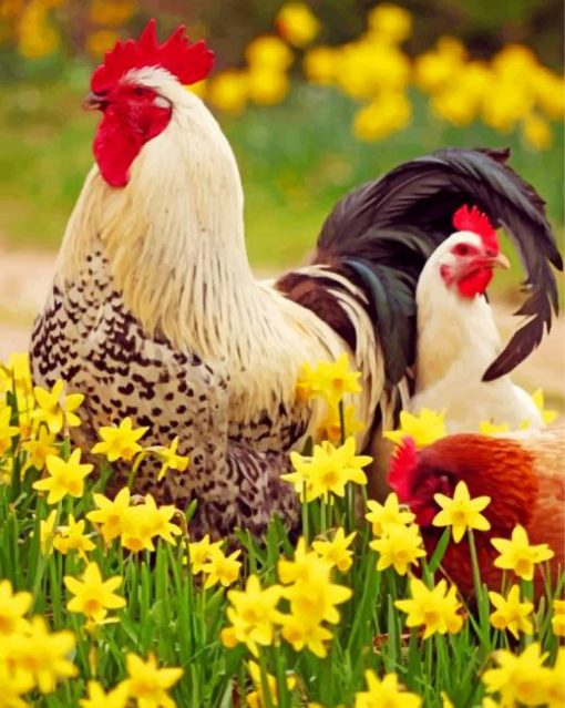 rooster-and-chicken-paint-by-number