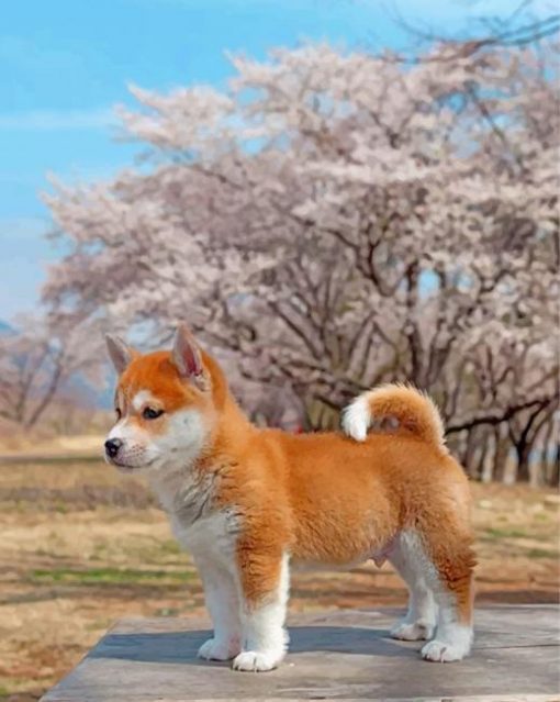 sakura-shiba-inu-dog-paint-by-numbers