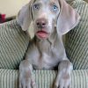 weimaraner-dog-paint-by-numbers