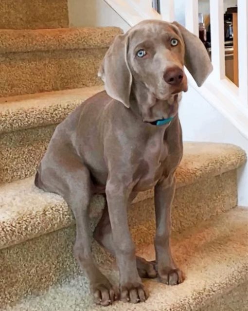 weimaraner-paint-by-number