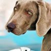 weimaraner-pet-paint-by-number