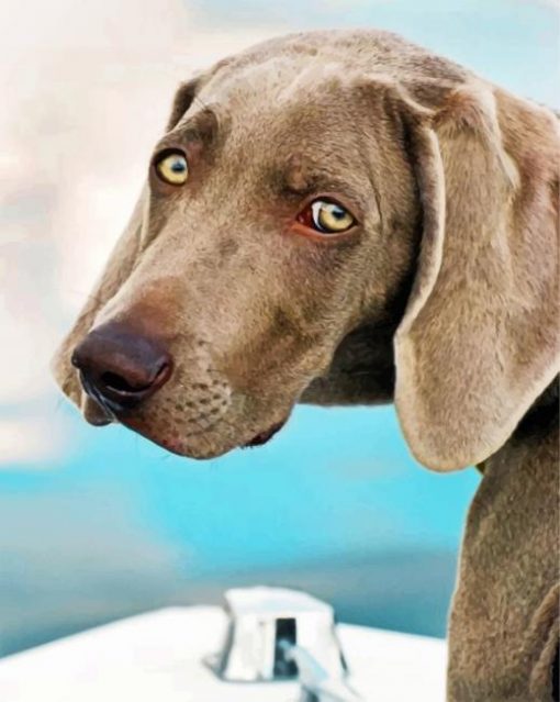weimaraner-pet-paint-by-number