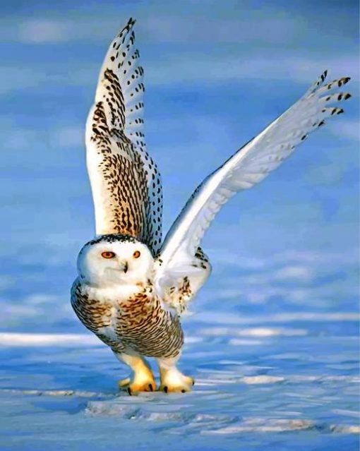 white-owl-paint-by-number