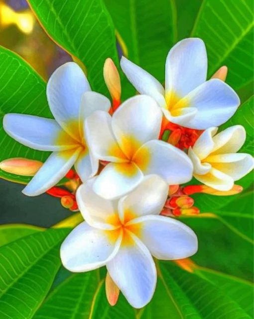 white-plumeria-paint-by-number