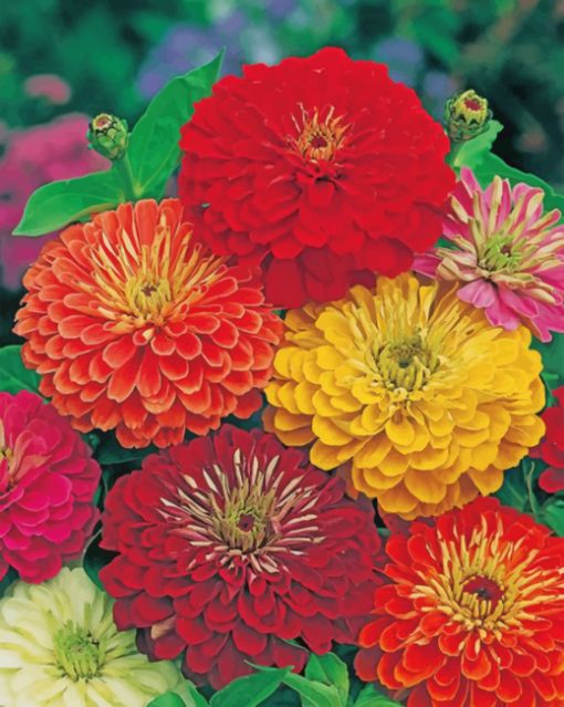 zinnias-flower-paint-by-numbers