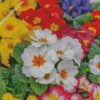 Colorful Primerose Plants diamond painting