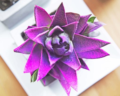 lovely purple succulent diamond painting