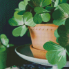 Shamrock paint by numbers