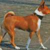 Basenji Puppy - 5D Diamond Painting