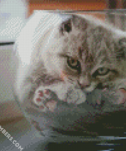 Monochrome Cat In A Fish Bowl diamond painting