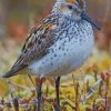 Least Sandpiper Diamond by numbers
