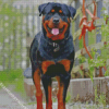 Rottweiler Dog Animal paint by numbers