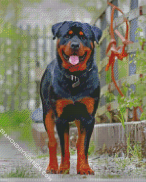 Rottweiler Dog Animal paint by numbers