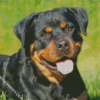 Rottweiler Dog Diamond by numbers