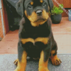 Puppy Diamond paint by numbers